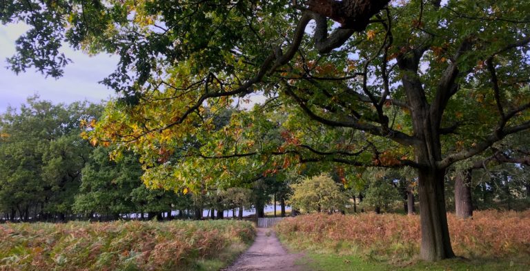 Richmond Park