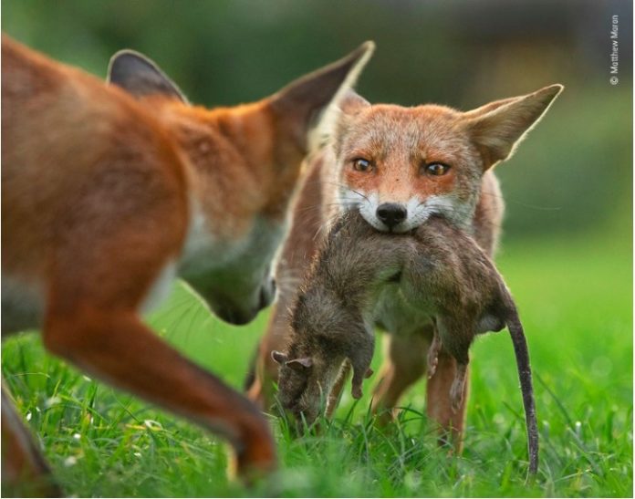 Wildlife Photographer of the year Matthew Maran