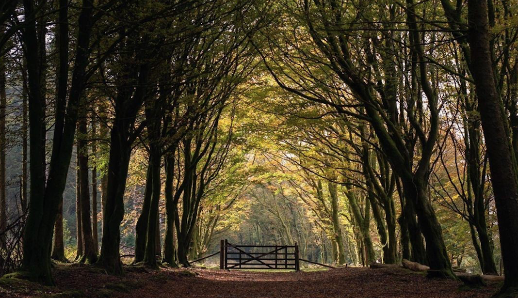 forets Angleterre