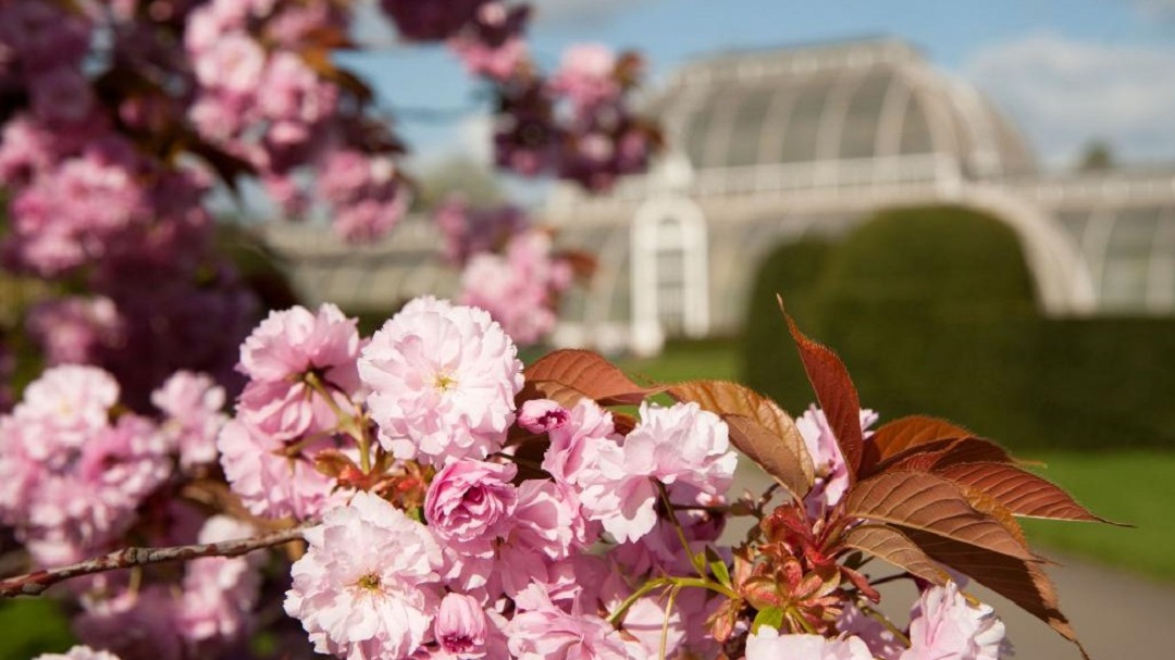 Cherry Blossom at Kew Gardens