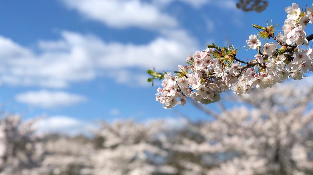 battersea park cherry blossom