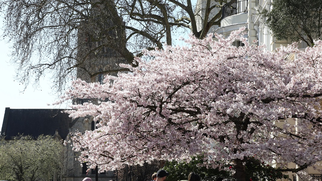 notting hill cherry blossom