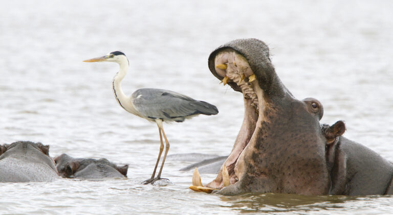Jean-Jacques-Alcalay-comedy-wildlife-photo-awards