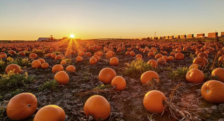 pumpkin patch londres