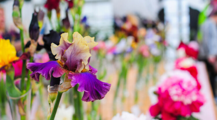 chelsea-flower-show