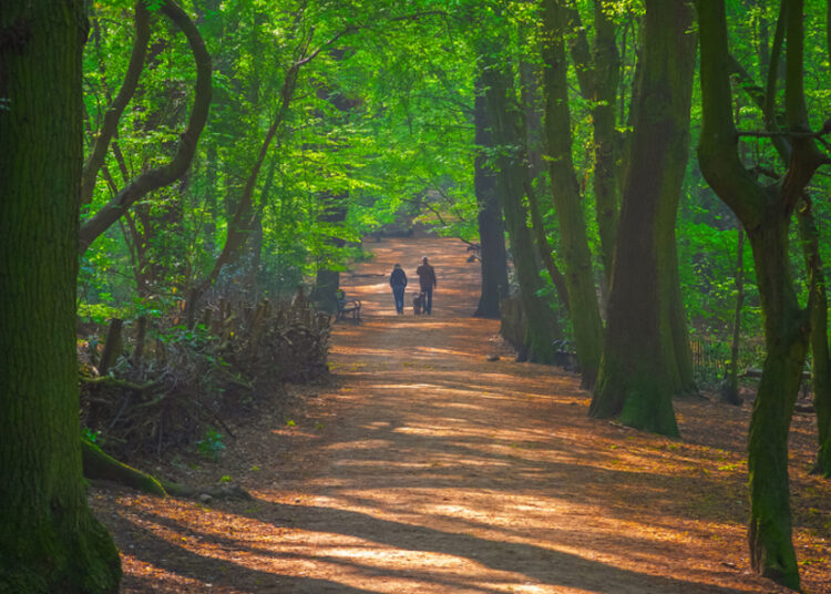 forets-bois-balade-londres