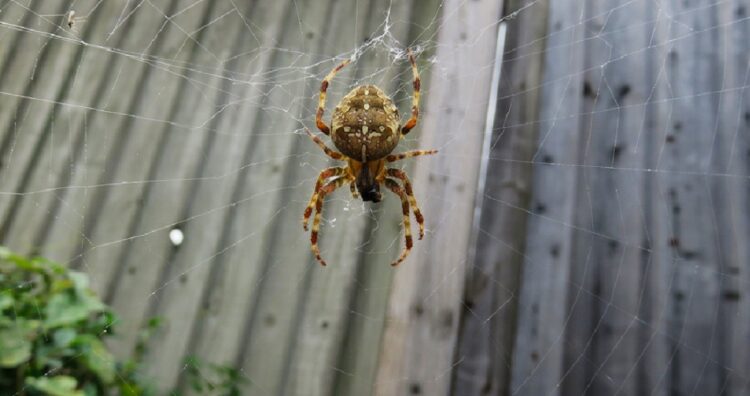 araignées Grande-Bretagne