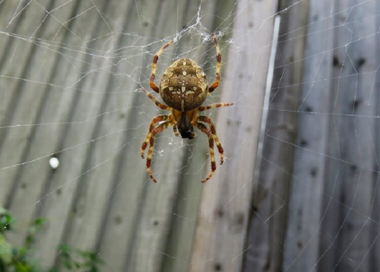 araignées Grande-Bretagne