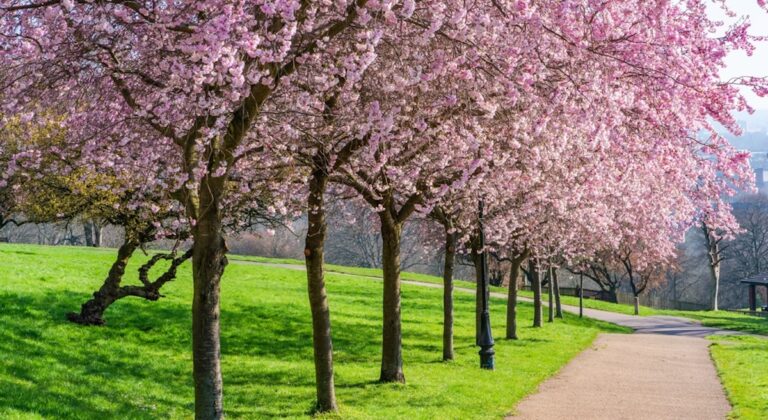 Où admirer les “cherry blossom” à Londres