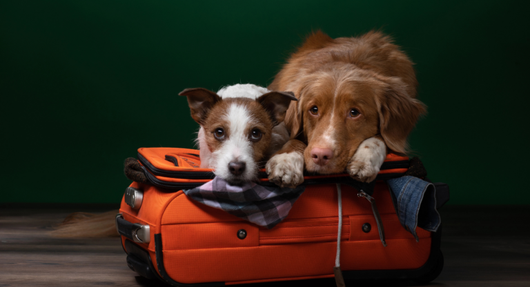 Comment voyager avec son animal entre la France et le Royaume-Uni ?