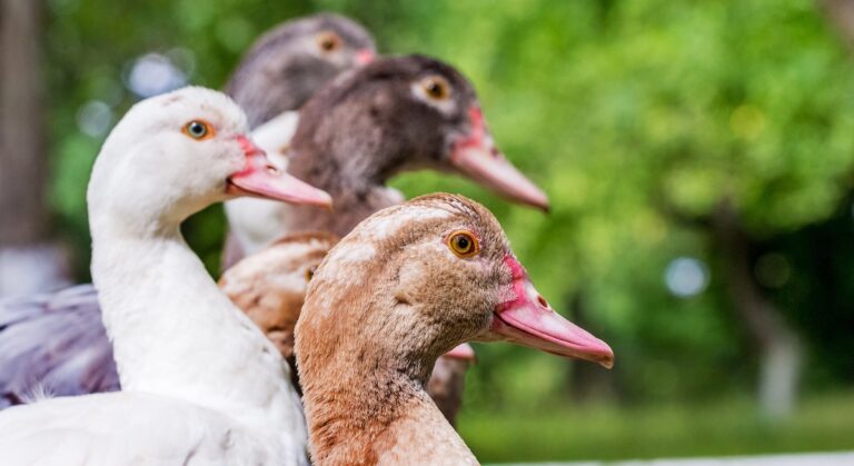 Le Royaume-Uni lève son embargo sur la viande de canard française