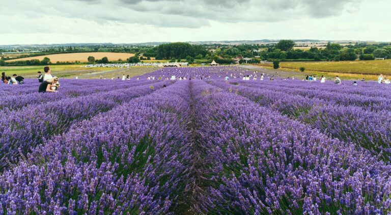 Les champs de lavande à visiter à Londres et aux alentours