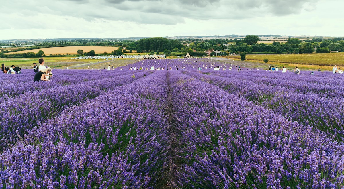 Les champs de lavande à visiter à Londres et aux alentours