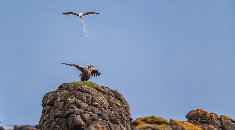 Deux Français finalistes des Nikon Comedy Wildlife Photography Awards 2025