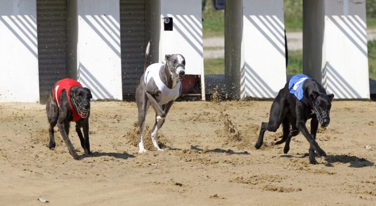 Au Royaume-Uni, les courses de chiens au ralenti