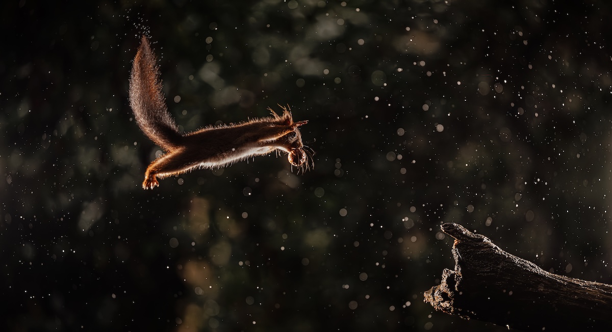 Le photographe français Rémi Schnell parmi les finalistes des Nikon Comedy Wildlife Awards 2026